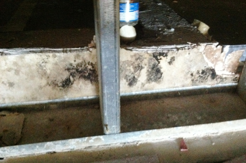 Mold Inspection in a Commercial Facility